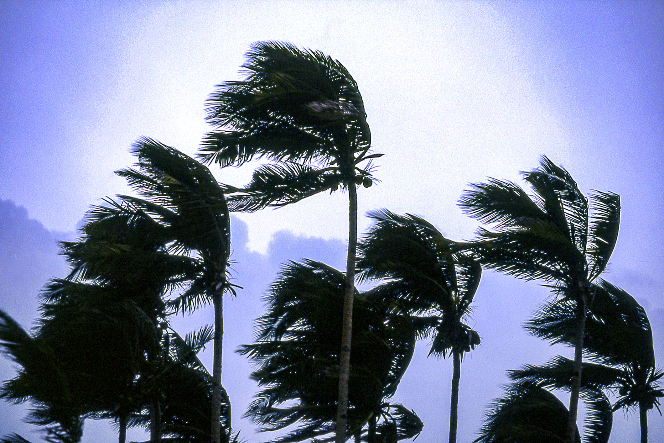 Una foto di palme che si piegano ai venti del tifone di categoria 1 sull'isola di Boracay, nelle Filippine