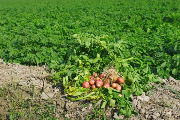 Tazah gets pre-seed funding to make Pakistan’s agriculture sector more bountiful – TechCrunch