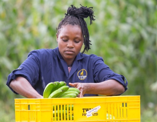 Kenya’s Twiga raises $50M to scale food solutions across Africa – TechCrunch