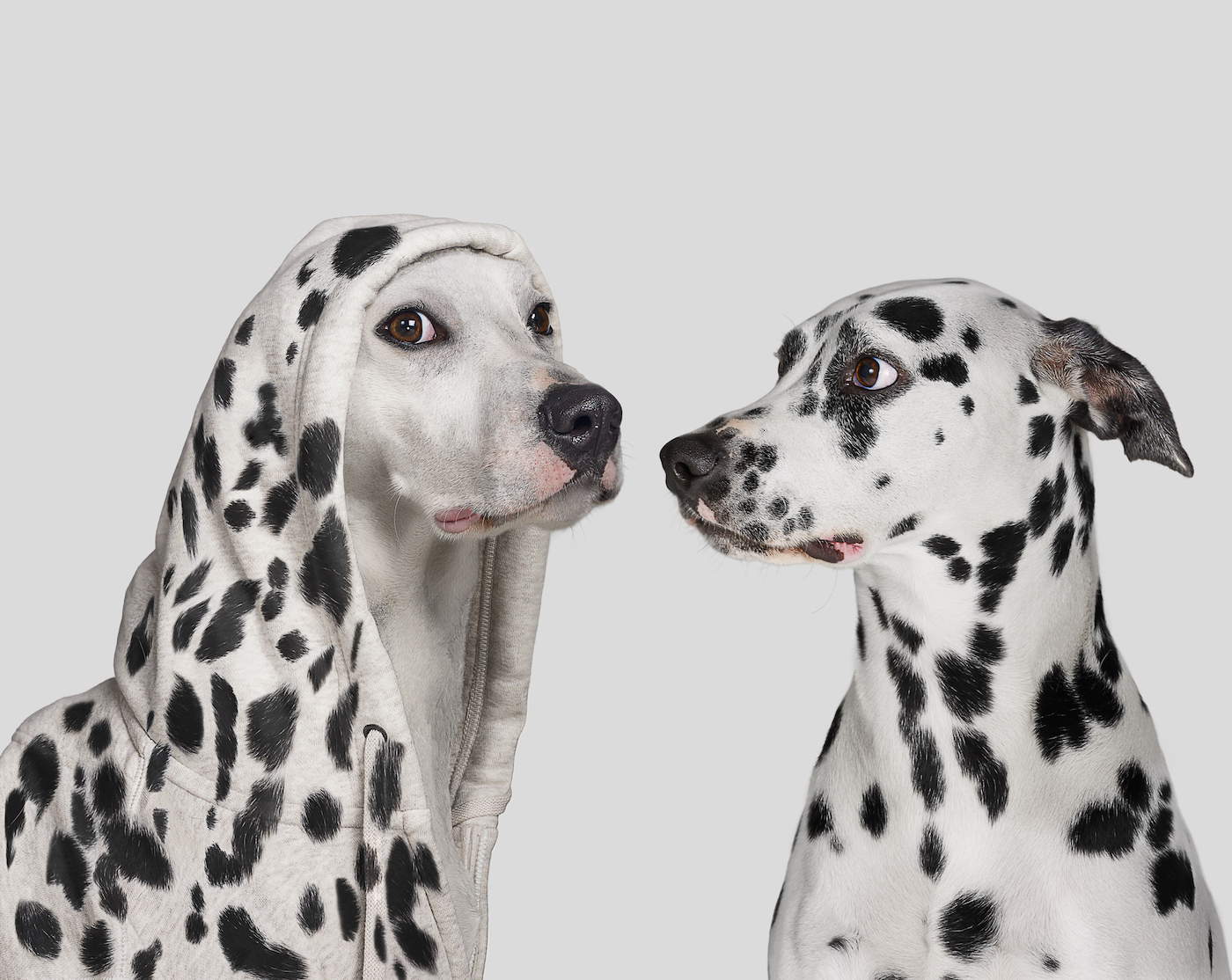 Dalmatian dog surprised by a white dog wearing a hoodie with spots, pretending to be a Dalmatian