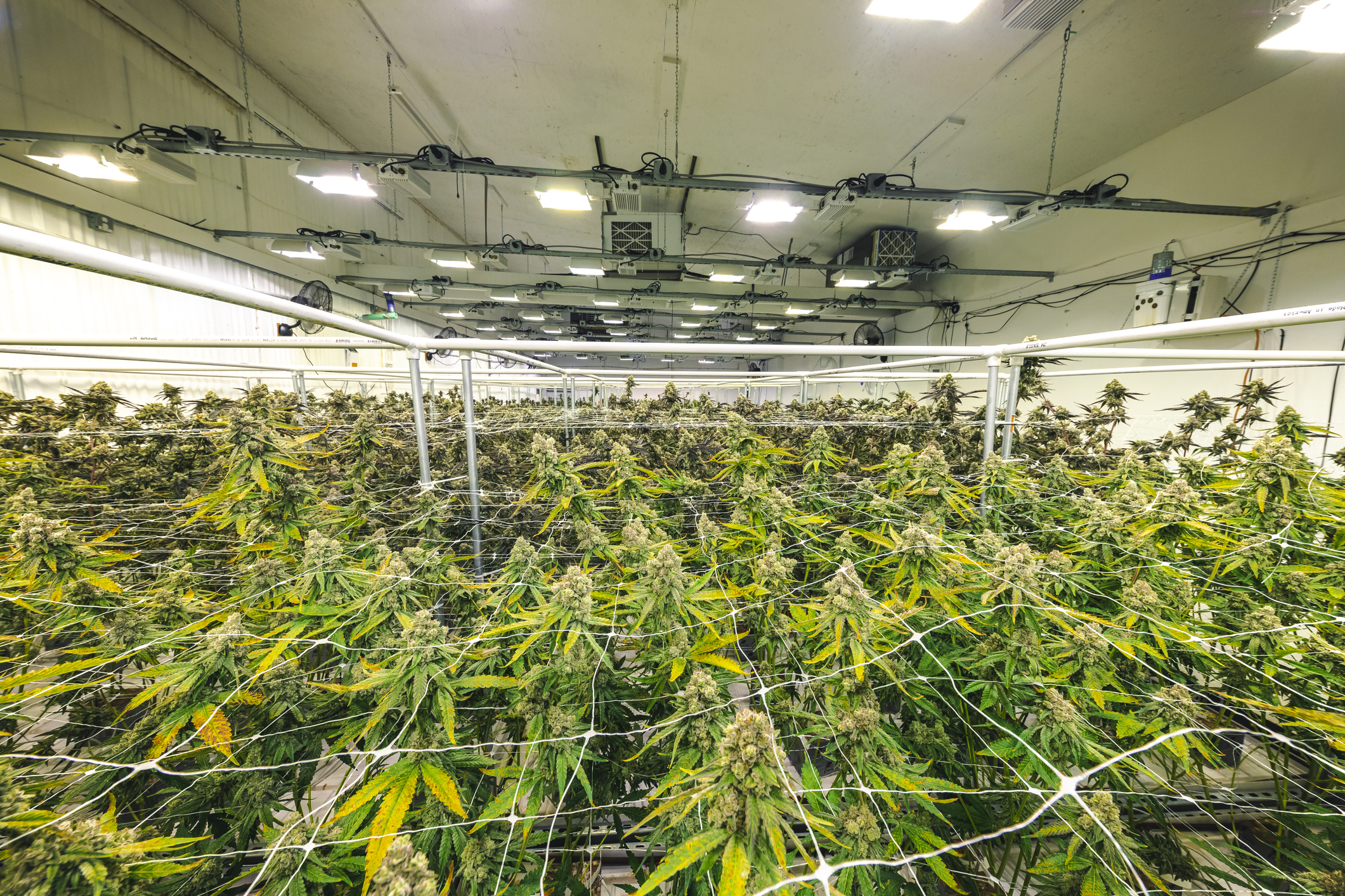 Cannabis plants growing under lights