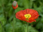 a red poppy in full bloom with another bud in the background