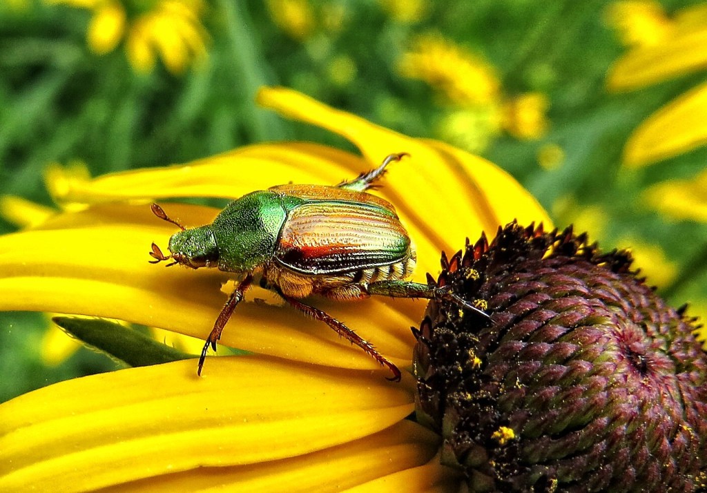 Japanese beetle on a sunflower