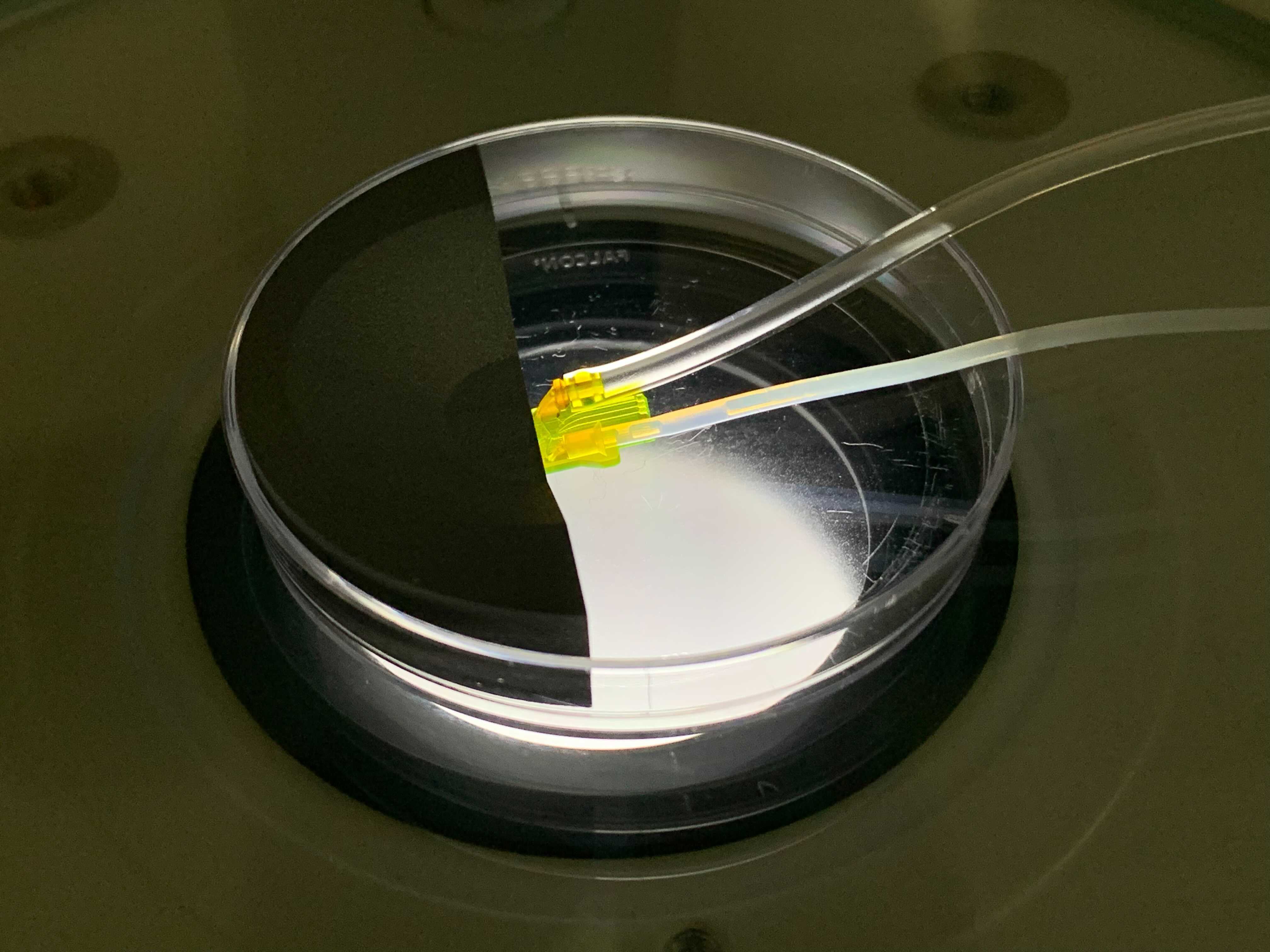 Australia’s Fertilis raised $2M to automate IVF embryo culturing