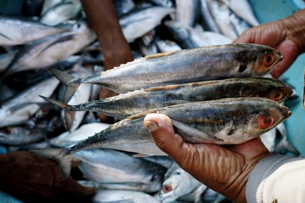 Indonesia’s eFishery raises M from Temasek, SoftBank Vision Fund 2 and Sequoia Capital India – TechCrunch