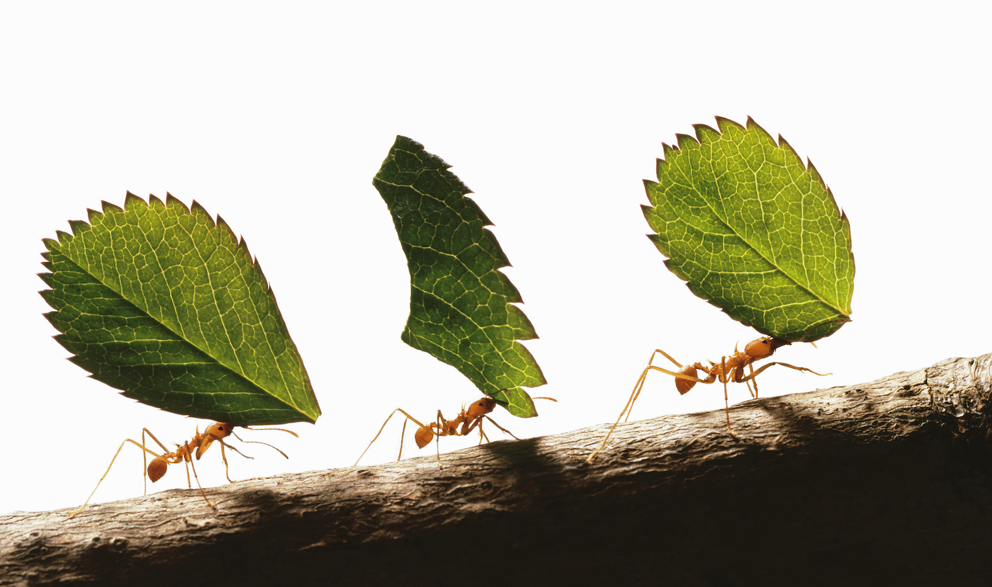 Trois fourmis coupeuses de feuilles (atta cephalotes) transportant des feuilles, gros plan