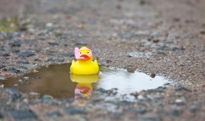 a rubber duck sits in a lonely puddle