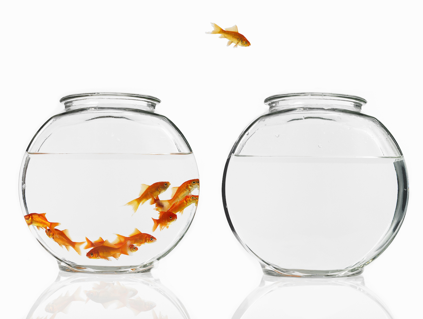 A goldfish jumps from a crowded bowl into an empty bowl.