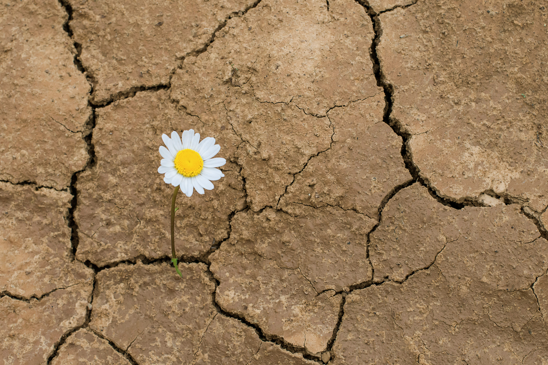 A daisy in the desert