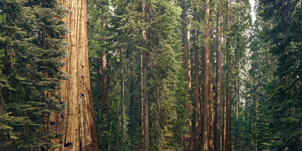 giant sequoia trees;  A vibrant planet