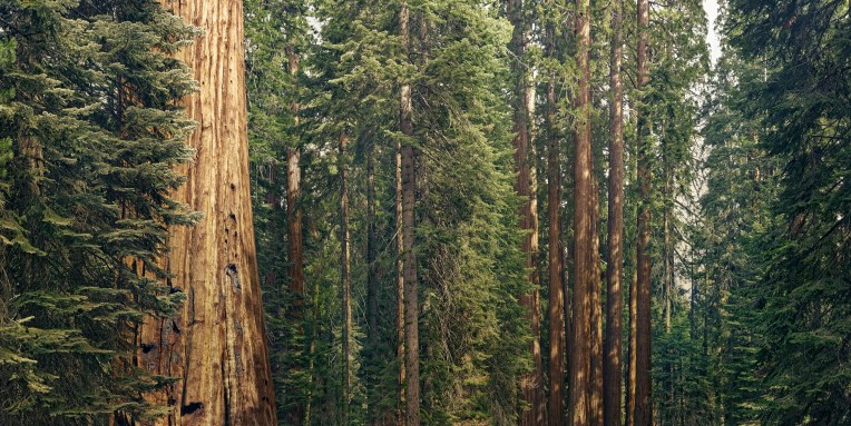 Sequoia India y el sudeste asiático recaudan fondos de $ 2.85 mil millones – TechCrunch