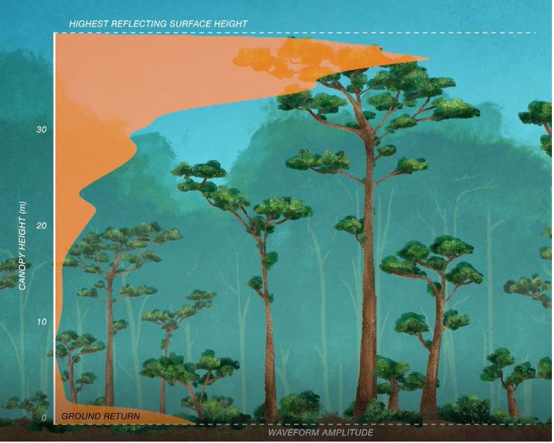 插图显示激光雷达信号如何判断树木覆盖的高度。