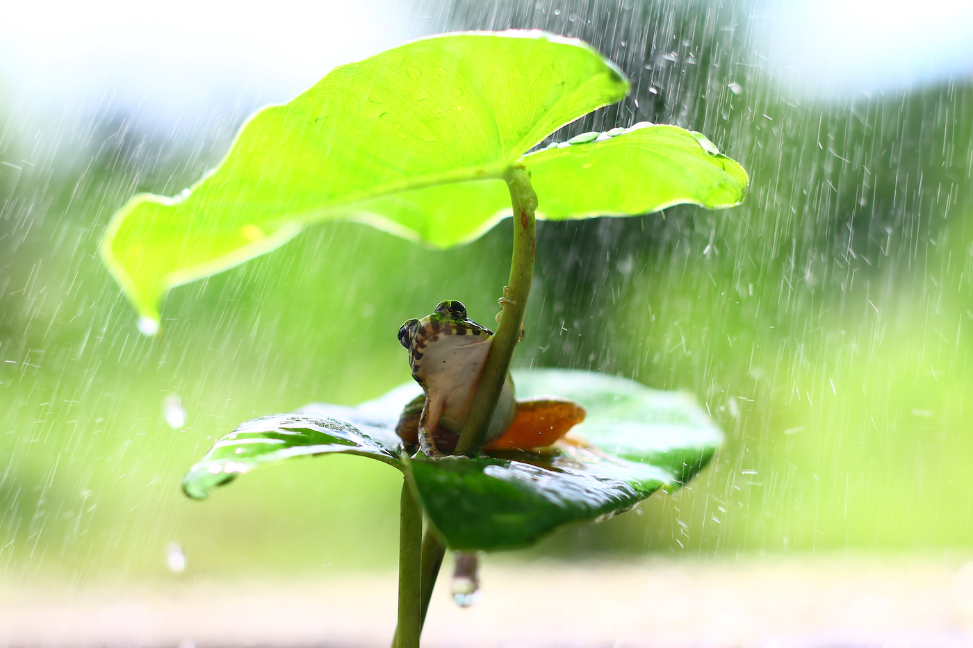 Una pequeña rana verde sentada sobre una hoja se refugia de la lluvia