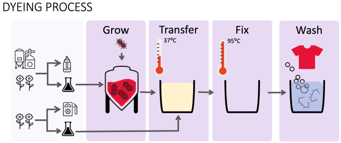 El diagrama muestra el proceso de teñido basado en bacterias de colorifix