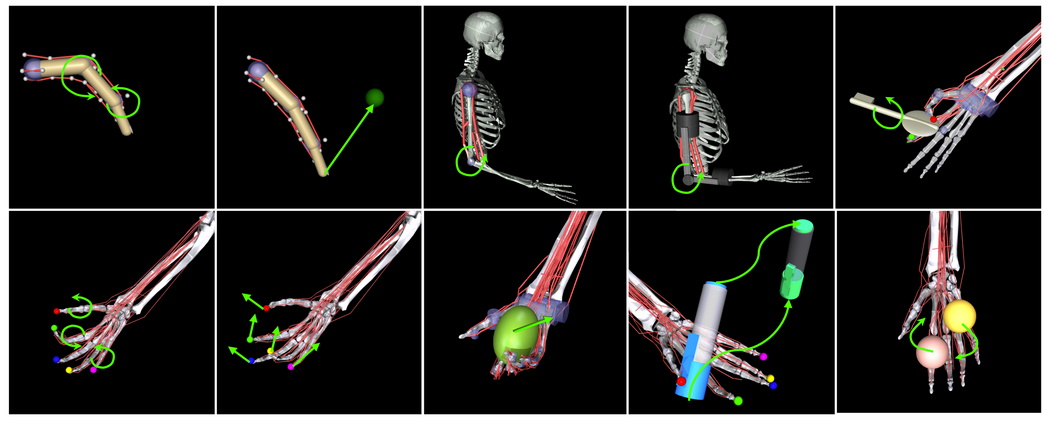Skeleton and muscle group simulation in Myosuite.