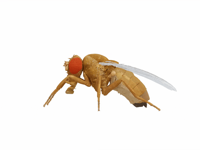 Behold NeuroMechFly, the best fruit fly simulator yet – TechCrunch