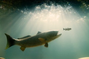 Image of a large fish going after a smaller fish