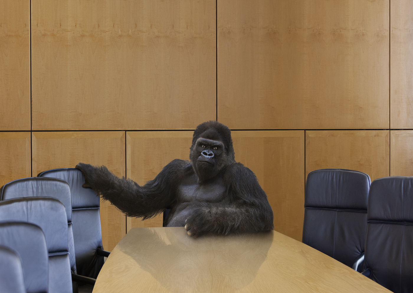 Un gorila amenazante se sienta en la cabecera de la mesa de juntas y hace señas al espectador para que se siente a su lado.