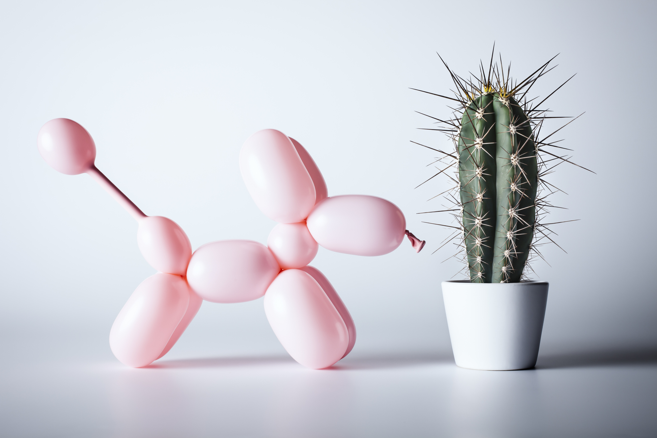 poodle made of a balloon and a cactus plant; preparing business plan for HMRC