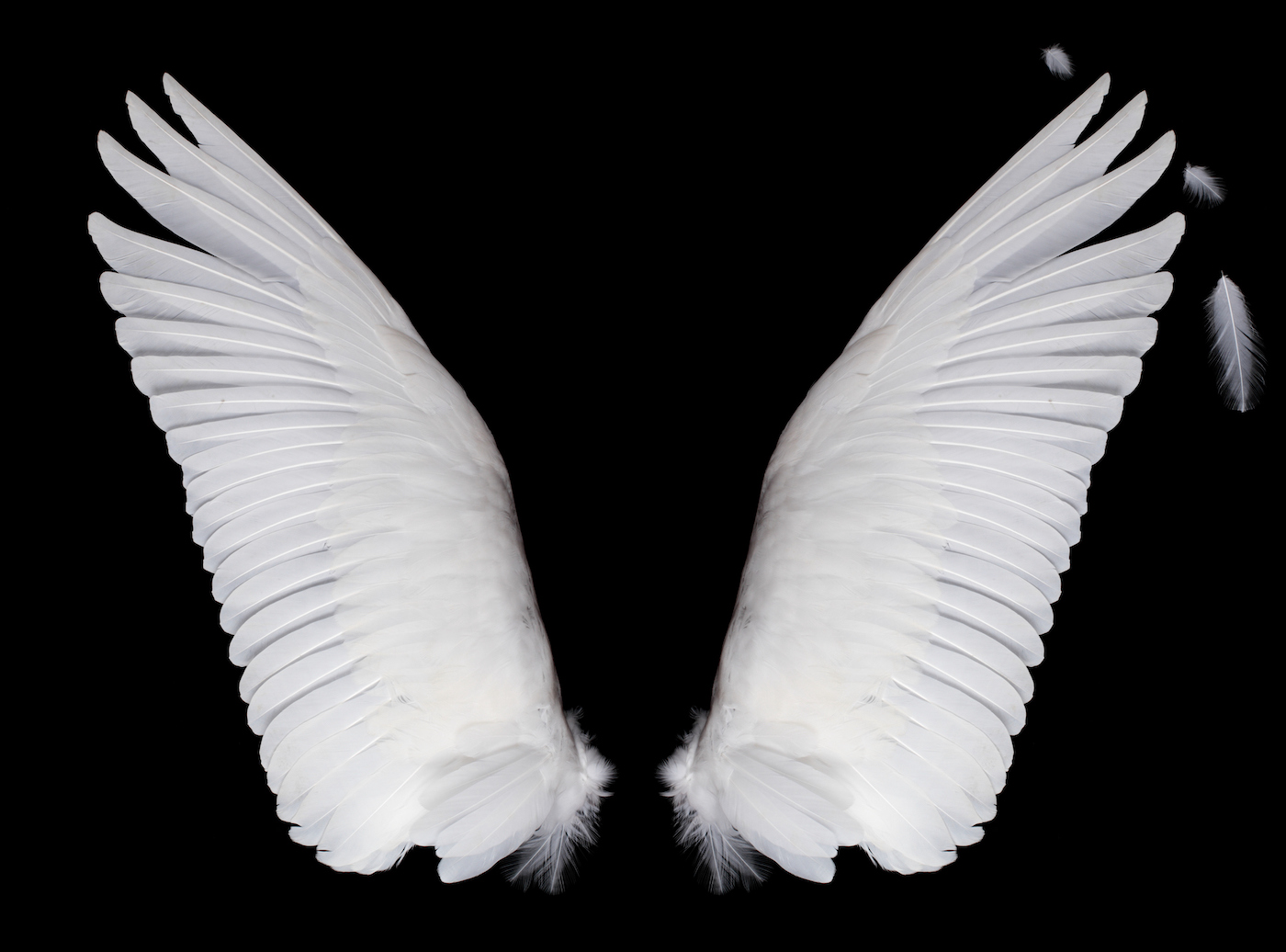 sayap putih diisolasi pada latar belakang hitam