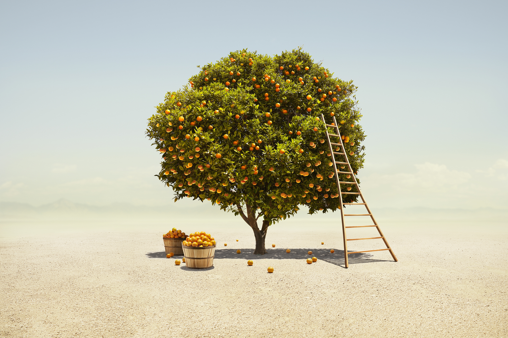 Harvest a fully-fruited orange tree in barren Southern California desert landscape; first-time investor thrives in downturn