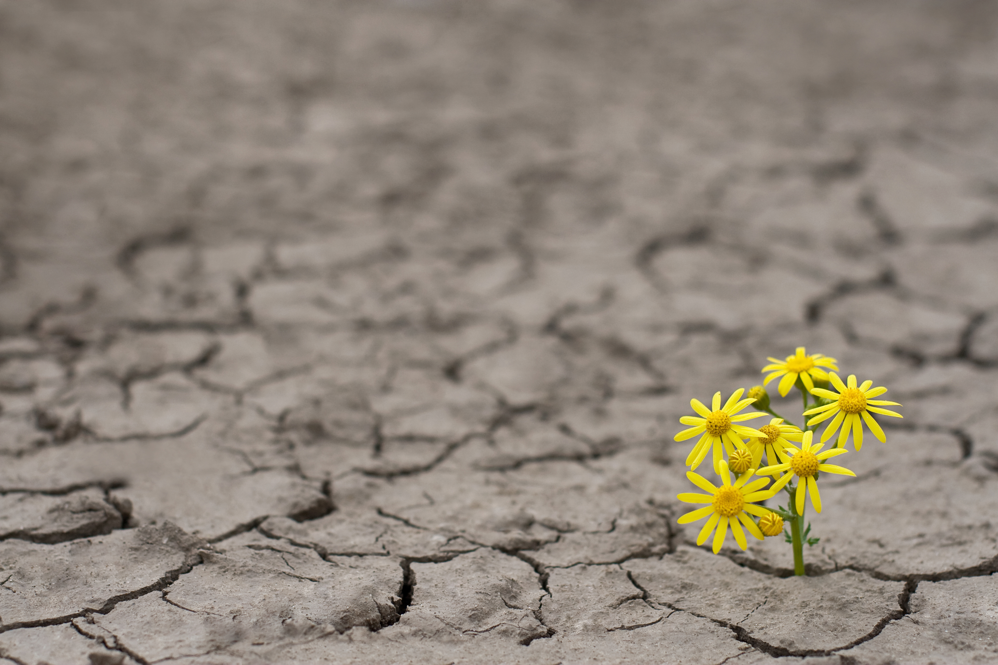 Horizontal side view of a lonely yellow flower growing on dried cracked soil; fundraising for green startups downturn