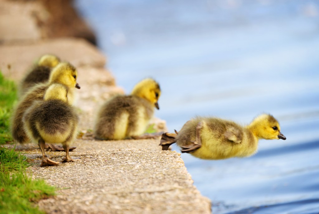 A group of Canada Geese goslings on the waters edge with the one leading the way by taking a plunge into the water; overcoming fear of fundraising