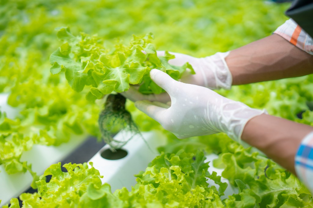 Farmer inspecting lettuce growing in a hydroponic greenhouse.