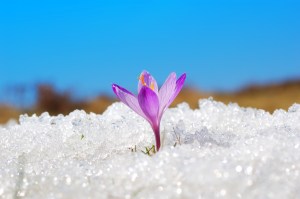 purple flower blooming in snow; crypto winter