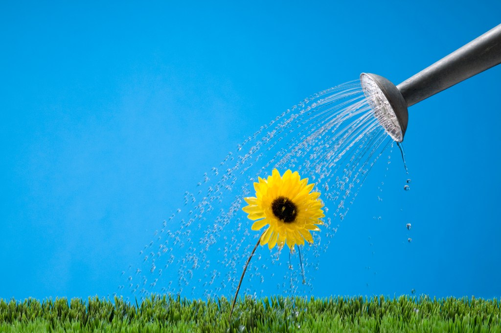Metal watering can watering a yellow flower; growth marketing activation