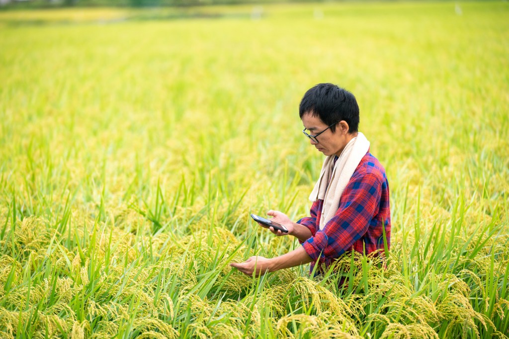 Farmer or researcher taking pictures of a rice crop with a smartphone in the middle of a rice field, used in a post about agritech startup Cropin