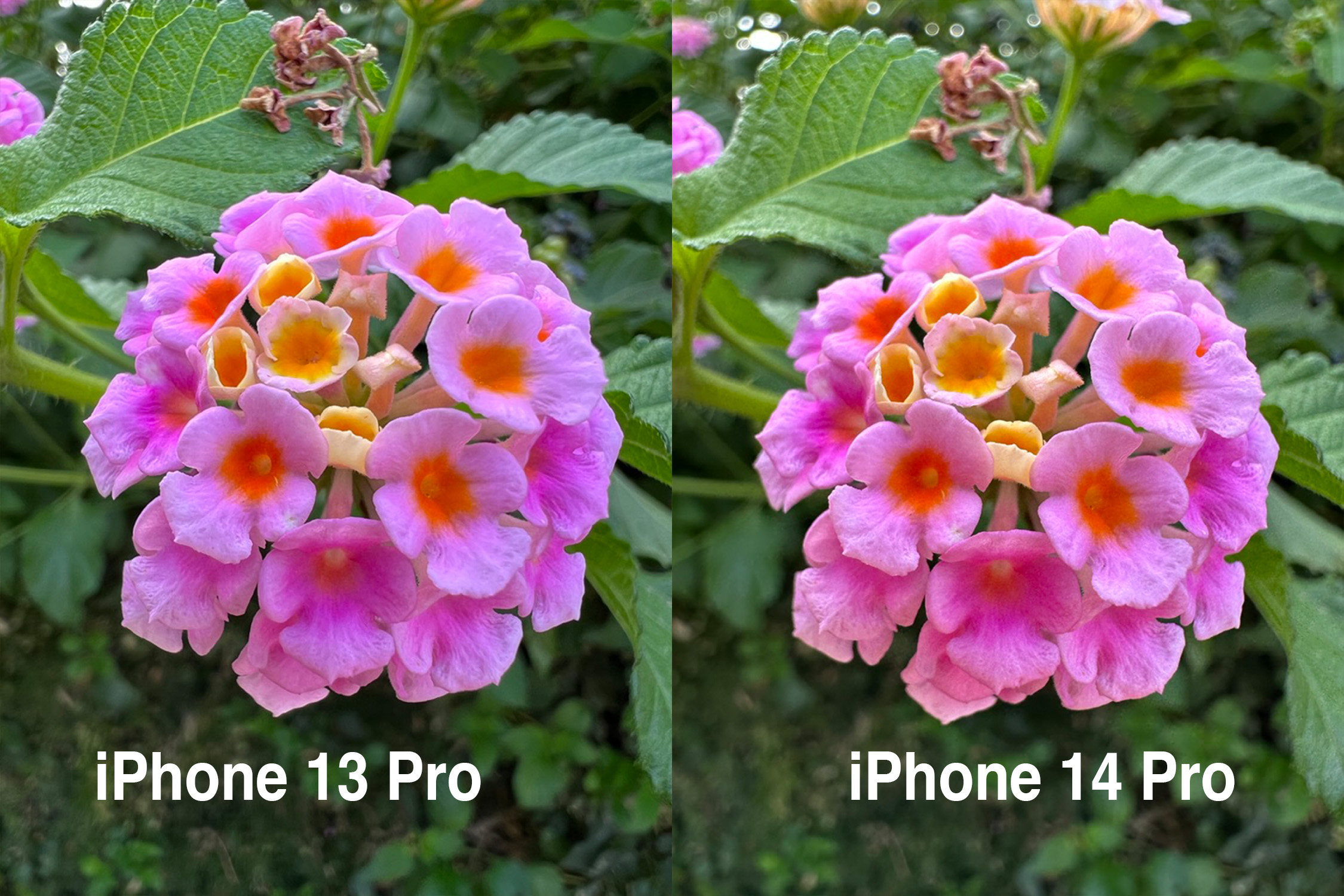 comparison shot of iPhone 13 pro and iPhone 14 pro detail shot of flower
