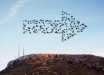 Flock of birds flying in arrow formation above a hillside with some communication and mobile phone masts.