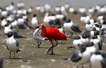Scarlet Ibis feeding among Laughing Gulls; web3 standiing out crowd