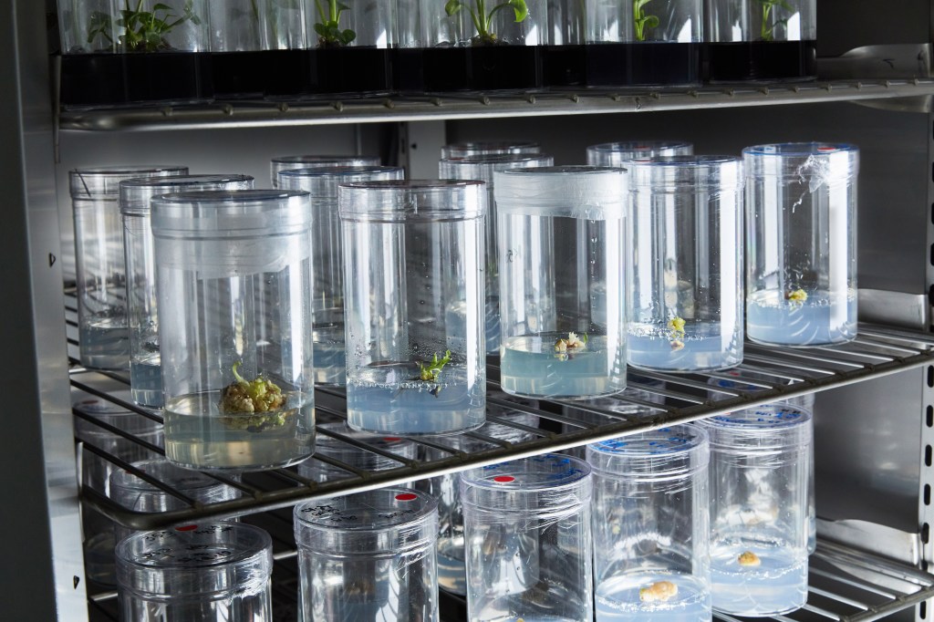 Startup Neoplants bioengineering houseplants in cylindrical containers on shelves