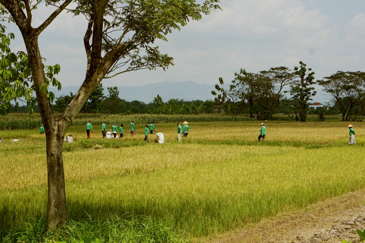 Eratani supports Indonesia’s farmers through the entire growing process