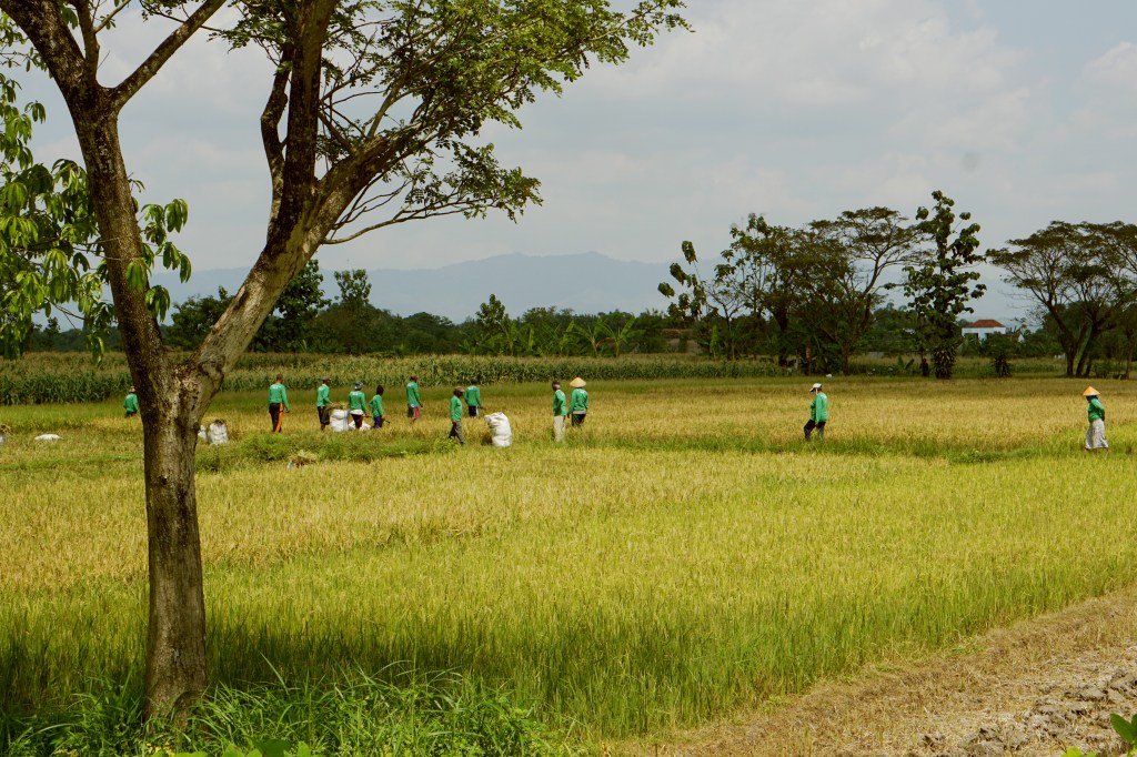 Farmland in Indonesia, use in a post about agritech startup Eratani
