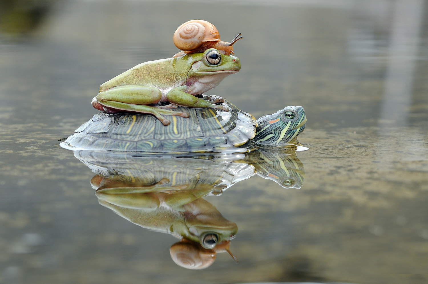 Frog and snail on the back of a turtle, Indonesia