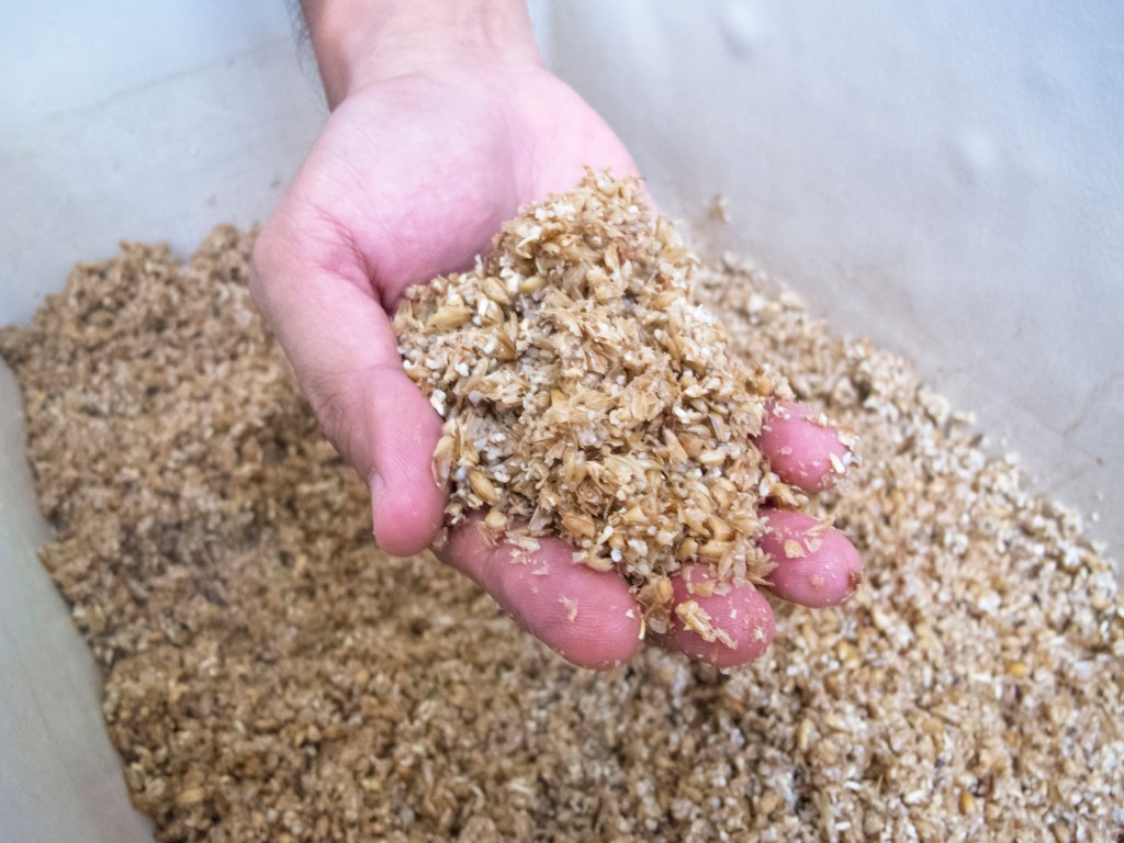 Person holding a handful of spent grain