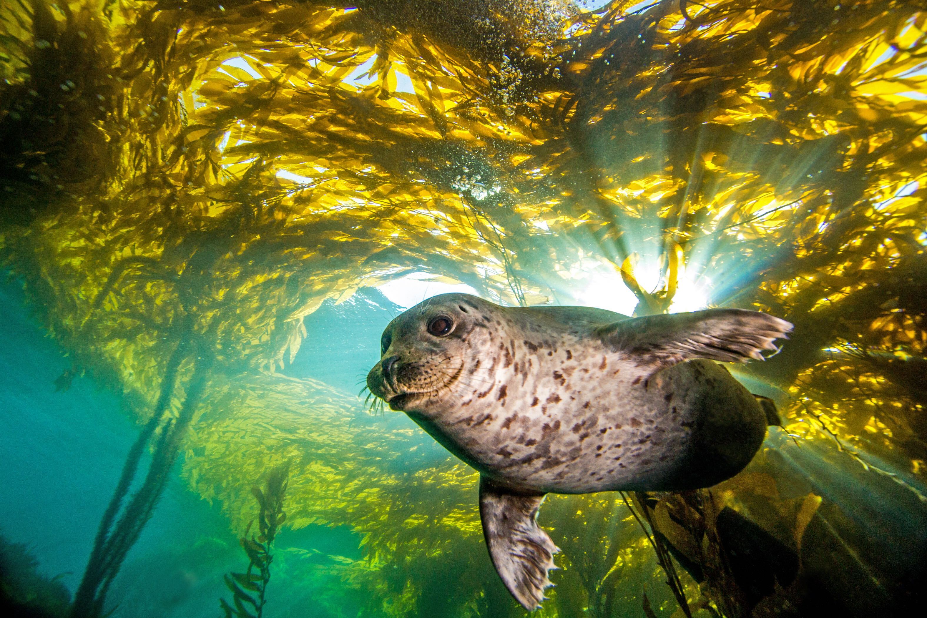 Bild eines Seelöwen, der in Algen im Ozean schwimmt