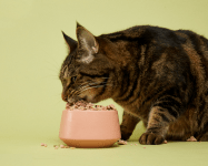 Fresh funding gives cat food brand Smalls avenue into retail for the first time Image