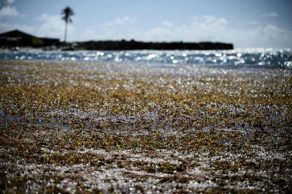 "This photograph taken on November 13, 2022, shows sargassum seaweed on the shores of Le Gosier on the French overseas islands of Guadeloupe"