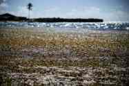 Startup says the seaweed blobbing toward Florida has a silver lining Image