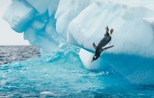 Gentoo penguin diving with perfect form