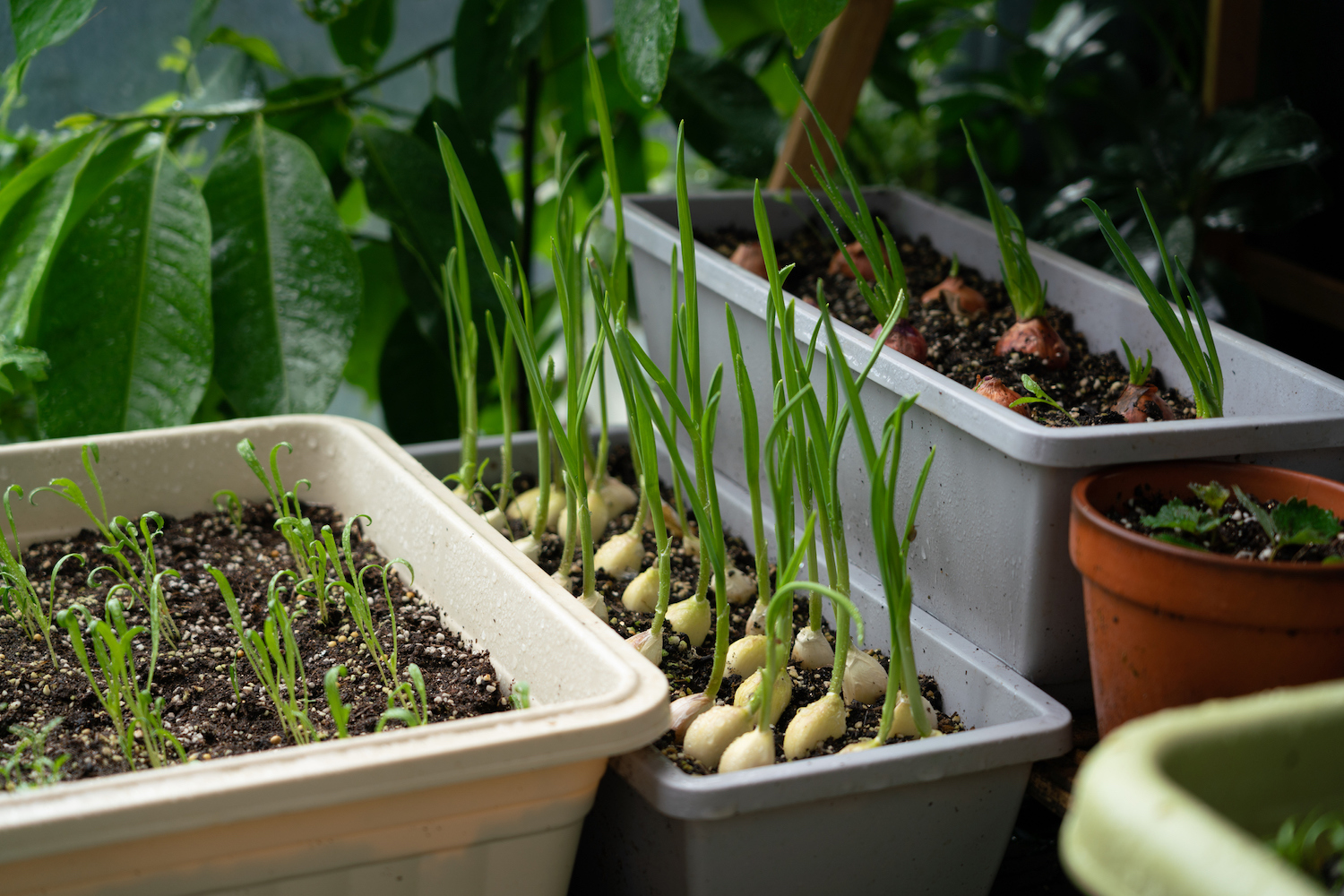 Kebun sayur kontainer, kembali ke dasar, pertumbuhan efisien.
