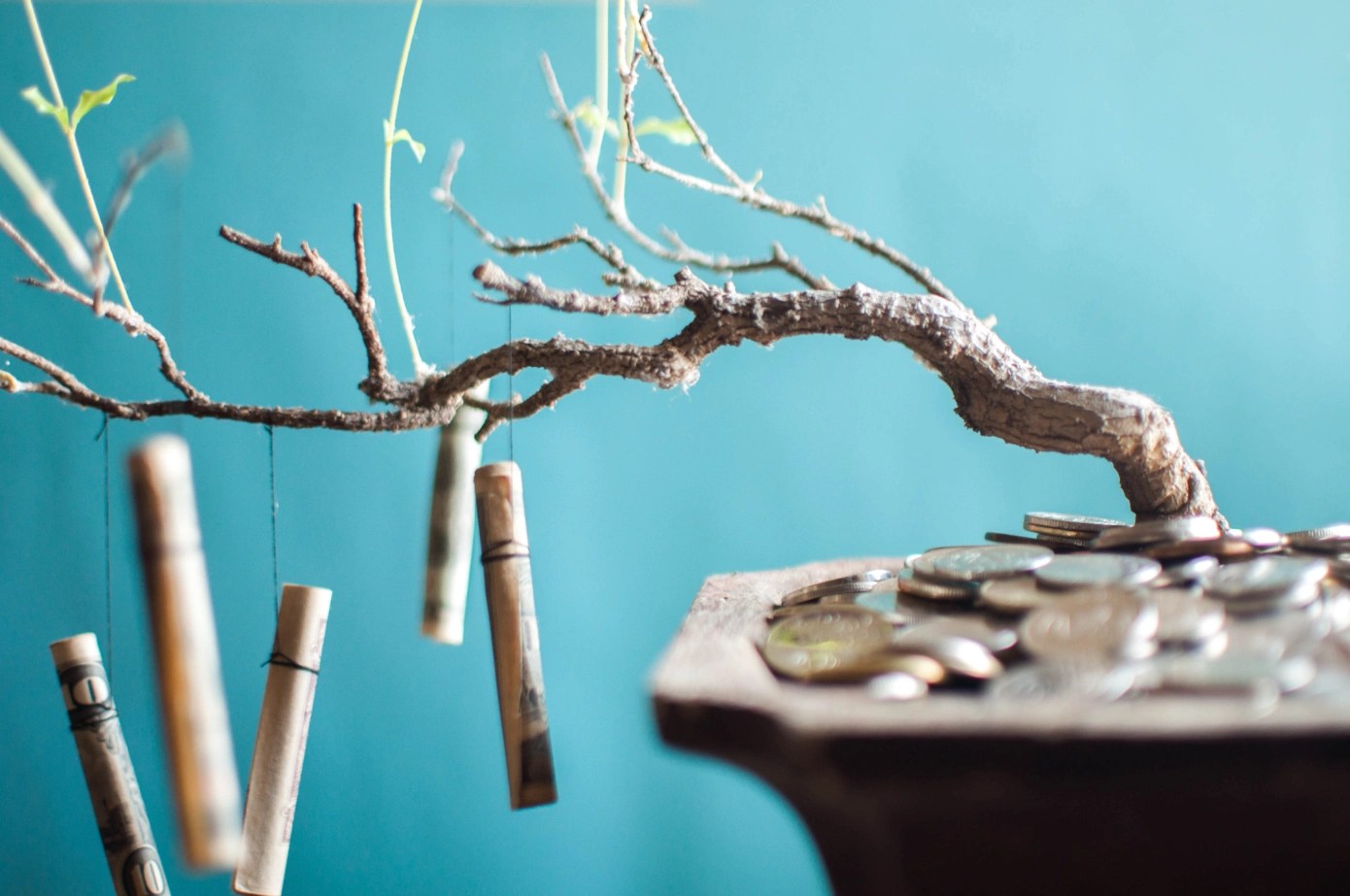 Rounded dollar bills hang from a bonsai tree.