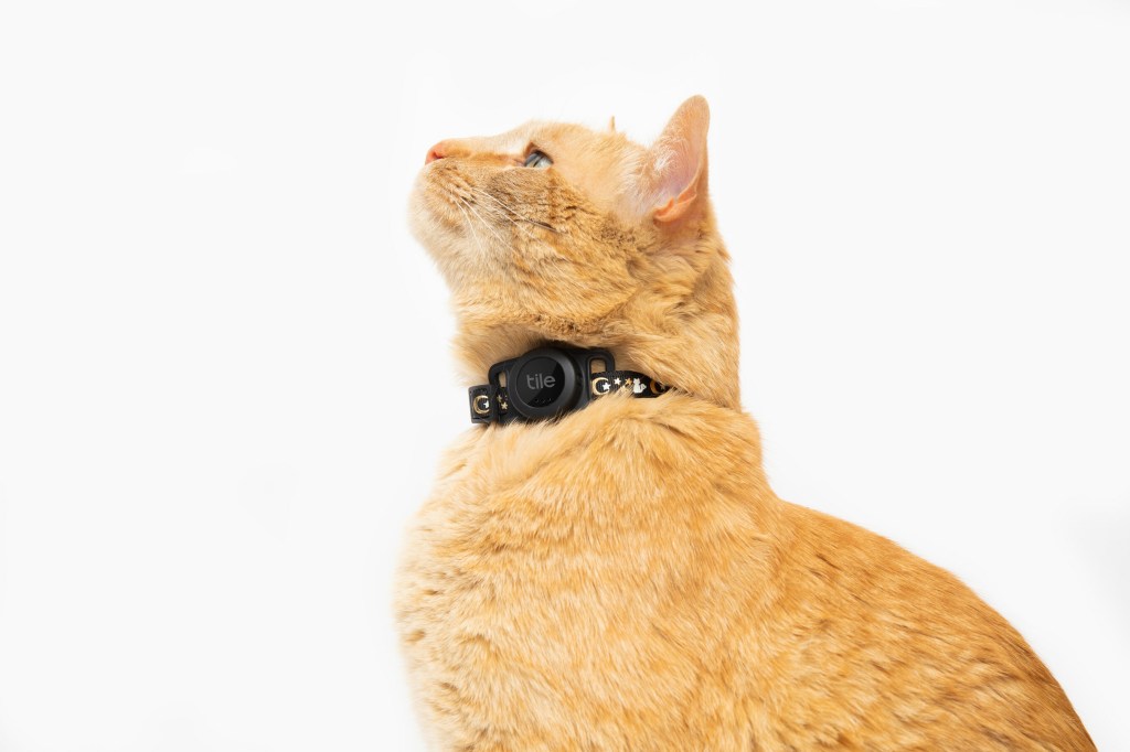 Tile for Cats; cat wearing the Tile tag on its collar