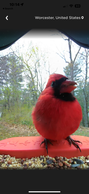 Bird Buddy introduces an AI-powered Smart Hummingbird Feeder and Bird Bath 11