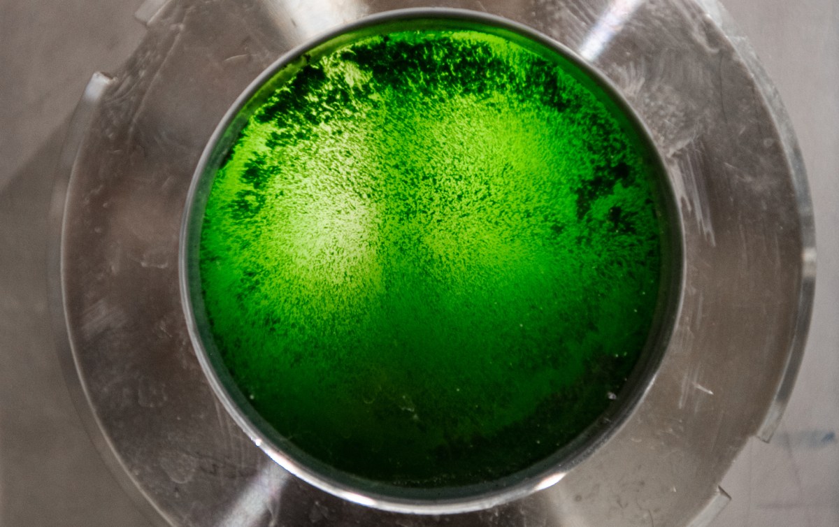 You are currently viewing Brevel sprouts $18.5M to develop microalgae-based various proteins