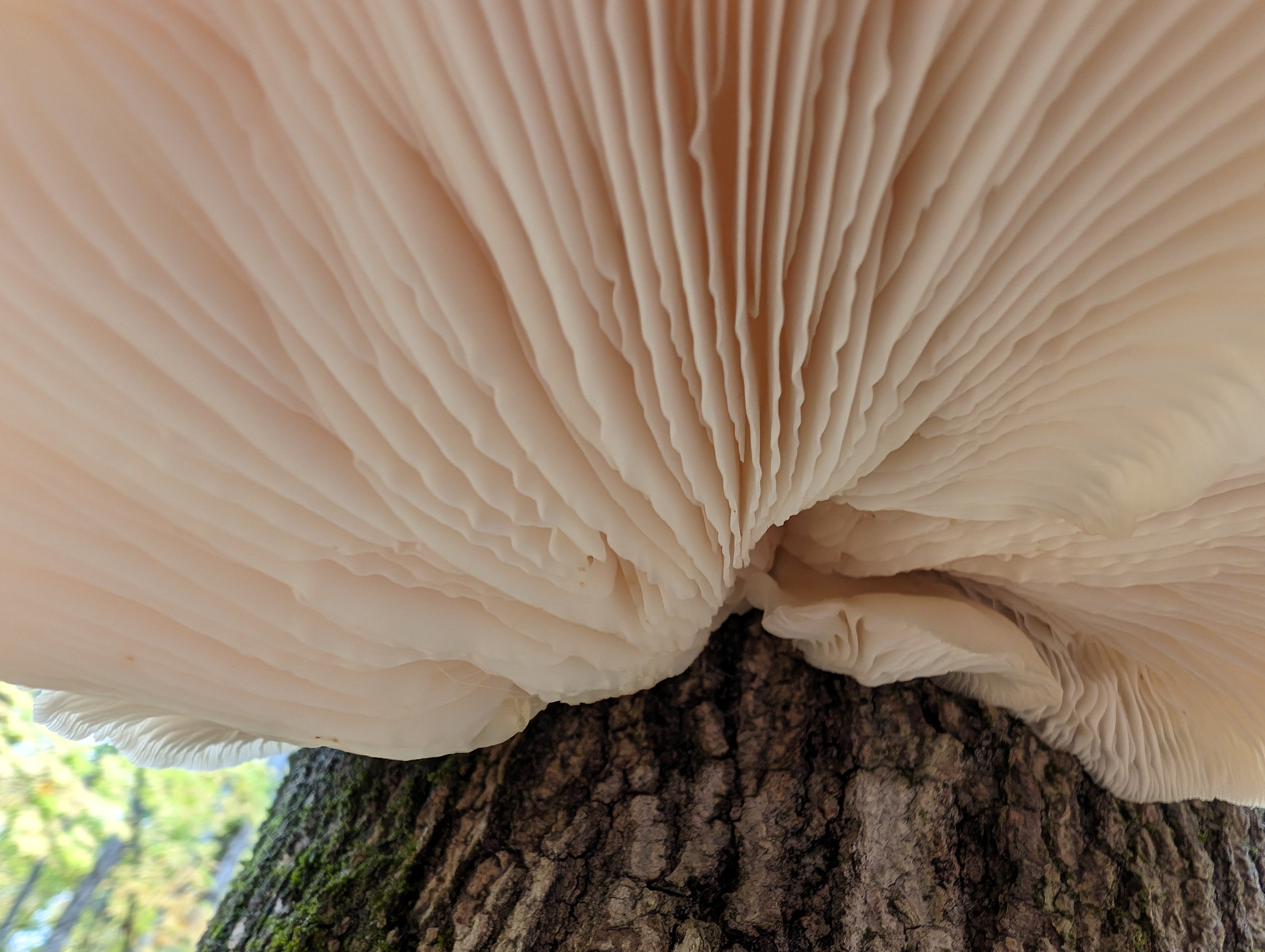 Macro shot of the underside of a mushroom from the Google Pixel 8 Pro